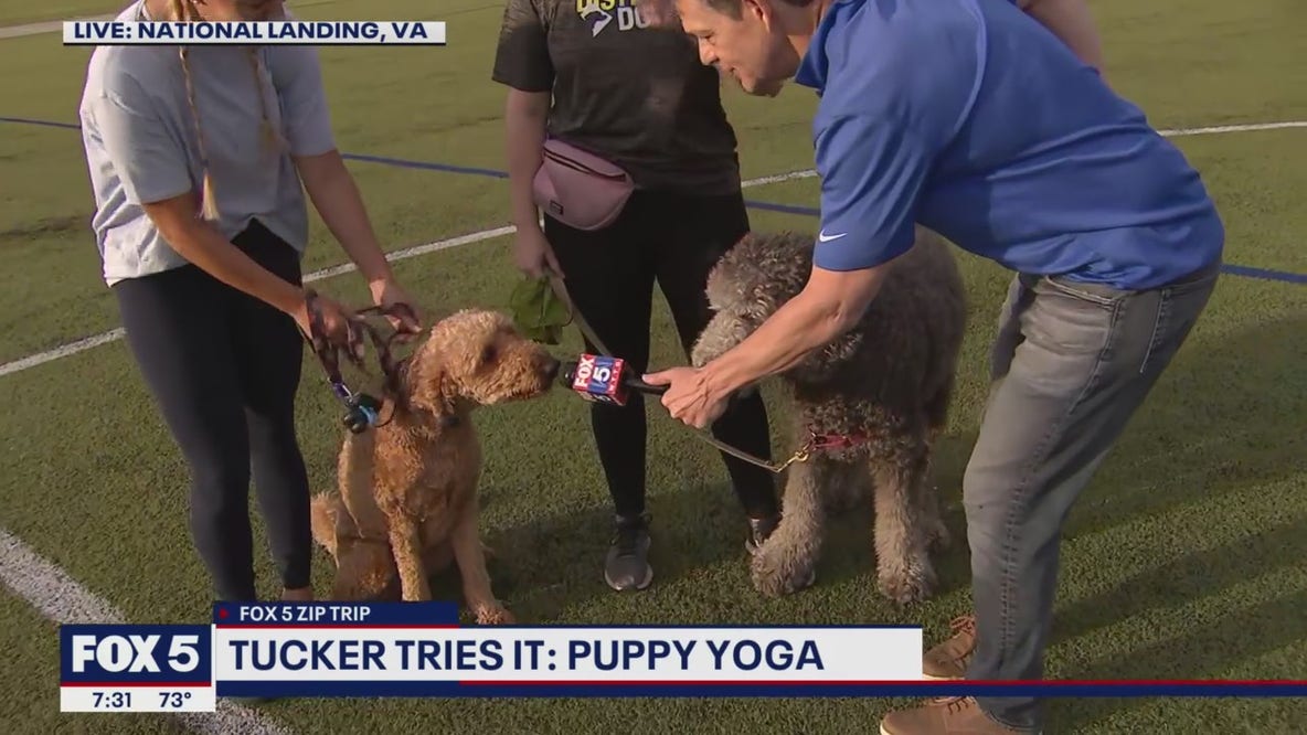 FOX 5 Zip Trip National Landing: Puppy yoga!